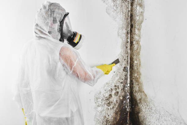 Best Crawl Space Mold Removal  in Kendall Park, NJ