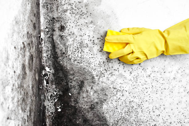 Best Attic Mold Removal  in Kendall Park, NJ