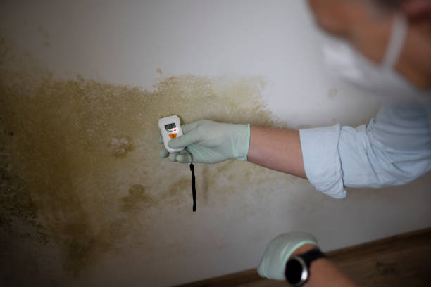 Best Best Mold Removal Companies  in Kendall Park, NJ