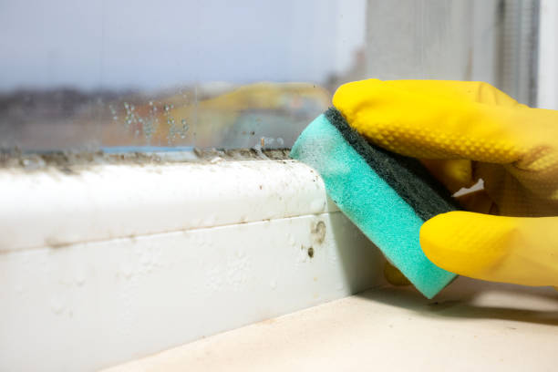 Mold Removal and Inspection in Kendall Park, NJ