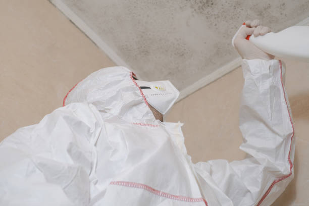 Best Black Mold Removal  in Kendall Park, NJ