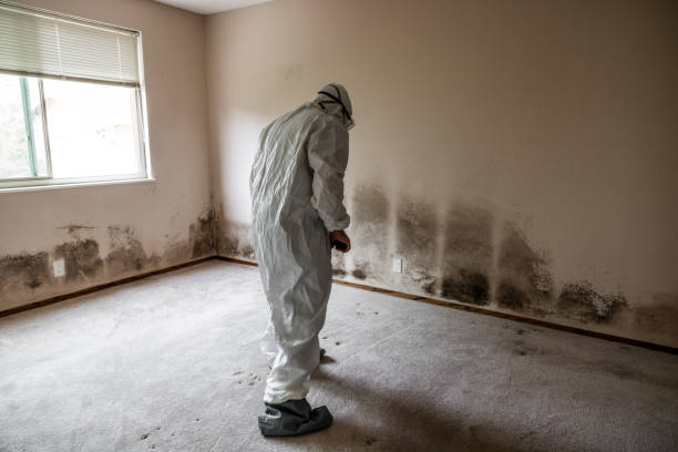 Best Commercial Mold Removal  in Kendall Park, NJ